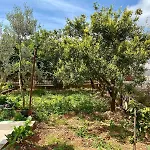 Lilys Paradise Tatil Evi *
